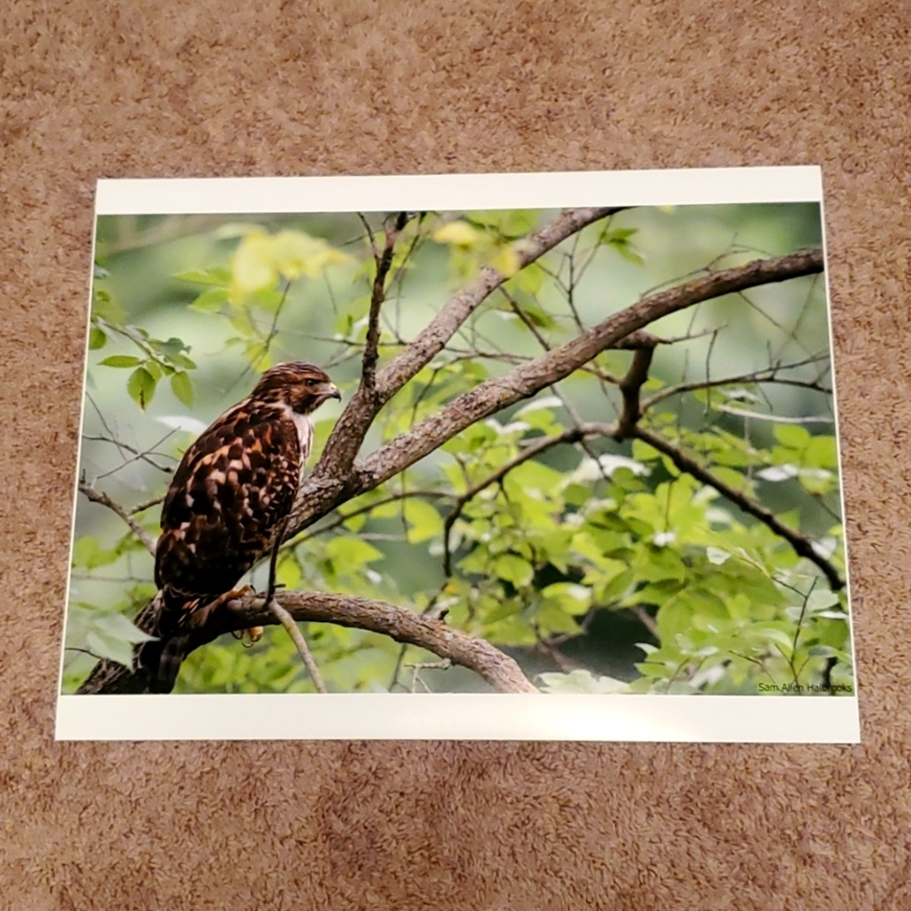 13" X 19" beautiful picture